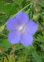IMG_0951.JPG